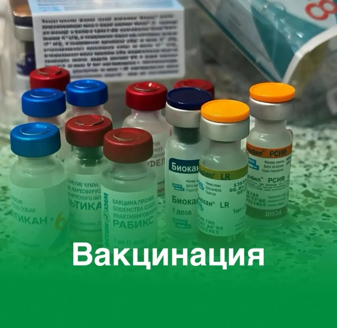 Вакцинация собак и кошек: зачем она нужна и как подготовиться