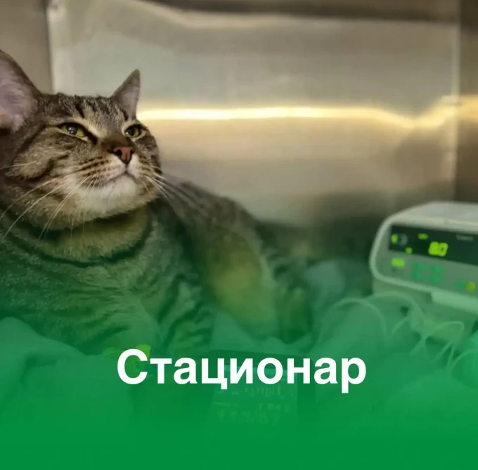 Стационар для кошек и собак: когда нужна круглосуточная помощь
