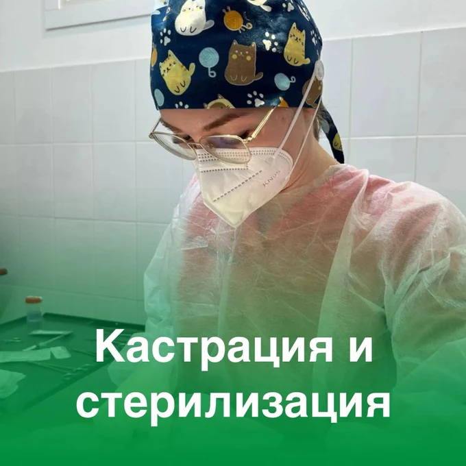 Кастрация и стерилизация кошек и собак: всё, что нужно знать владельцу