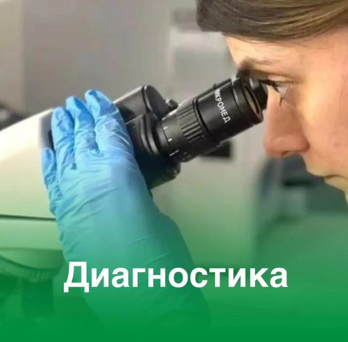 Зачем кошкам и собакам регулярно сдавать анализы и как подготовиться