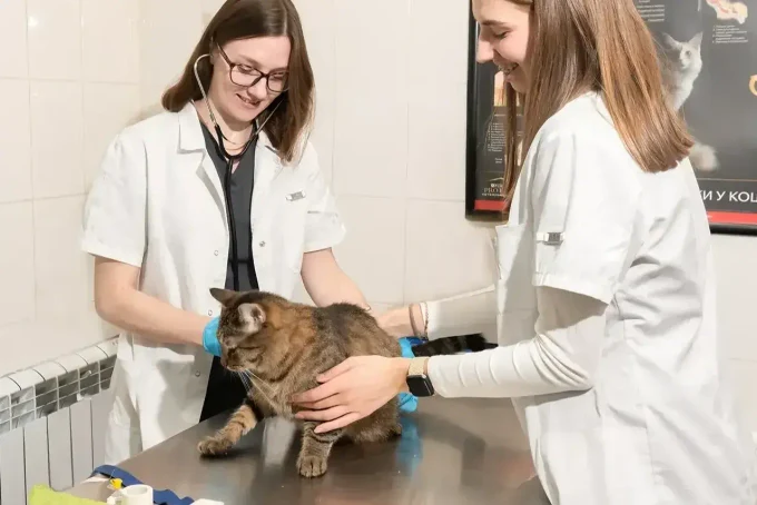 Вакцинация собак и кошек